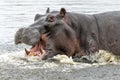 Hippopotamus in the Okavanga Delta in Botswana Royalty Free Stock Photo