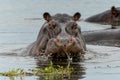 Hippopotamus in the Okavanga Delta in Botswana Royalty Free Stock Photo