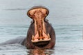 Hippopotamus in the Okavanga Delta in Botswana. Royalty Free Stock Photo