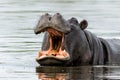 Hippopotamus in the Okavanga Delta in Botswana. Royalty Free Stock Photo