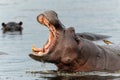Hippopotamus in the Okavanga Delta in Botswana Royalty Free Stock Photo