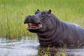 Hippopotamus in the Okavanga Delta in Botswana Royalty Free Stock Photo