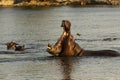 Hippopotamus at Okavango River, Namibia