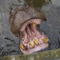 Hippopotamus open huge mouth in water Royalty Free Stock Photo