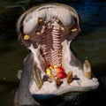 Hippopotamus open huge mouth in water Royalty Free Stock Photo