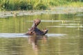 Hippopotamus, with open mouth, at Lake Panic near Skukuza