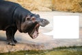 Hippopotamus with open mouth looks like shouting