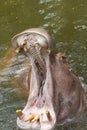 Hippopotamus open mouth, Thailand