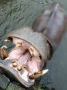 Hippopotamus open mouth to receive food from tourists