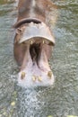 Hippopotamus open a mouth.