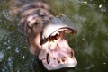 Hippopotamus open the mouth