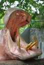 Hippopotamus open mouth in zoo