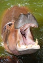 The hippopotamus opening the big mount Royalty Free Stock Photo