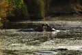 Hippopotamus opening its mouth to fight, Masai Mara Royalty Free Stock Photo