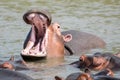 Hippopotamus opening mouth