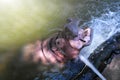 Hippopotamus opening mouth in pond water outdoors Royalty Free Stock Photo