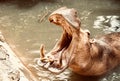 Hippopotamus Opening mouth to eat food at Korat zoo , whipping boy.