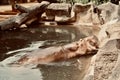 Hippopotamus Opening mouth to eat food at Korat zoo , whipping boy.