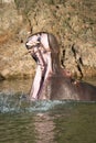 Hippopotamus opening mouth wide in calm lake