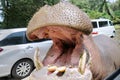 Hippopotamus opening mouth at zoo