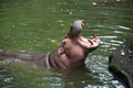 Hippopotamus opens its mouth Royalty Free Stock Photo