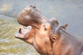 Hippopotamus opens its mouth Royalty Free Stock Photo