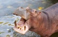 Hippopotamus opens its mouth Royalty Free Stock Photo