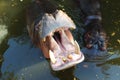 The hippopotamus opens its mouth Royalty Free Stock Photo