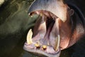 The hippopotamus opens its mouth Royalty Free Stock Photo