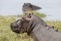 Hippopotamus with Oxpeckers feeding.