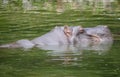 hippopotamus in a zoo Royalty Free Stock Photo