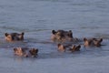 Hippopotamus pod in the Zambezi river Royalty Free Stock Photo