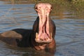 Hippopotamus in pond with open mouth, big teeth wide jaw in Sabi Sands, national park, South Africa Royalty Free Stock Photo