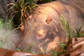 Hippopotamus At The Rainforest Cafe, Nashville Tennessee