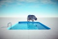 Hippopotamus relaxing at a pool