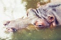 Hippopotamus relaxing in the water