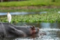 Hippopotamus relaxing in water