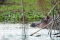 Hippopotamus relaxing in water in lake naivasha national park in kenya