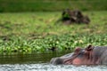 Hippopotamus relaxing in water