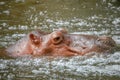 Hippopotamus Relaxing In Water Of Open Zoo.