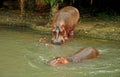 Hippopotamus relaxing on the water at the zoo