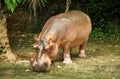 Hippopotamus relaxing on the water at the zoo