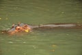 Hippopotamus relaxing on the water at the zoo