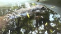 hippopotamus resting underwater Royalty Free Stock Photo