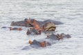 Hippopotamus resting in the water, Wildlife observation in its natural habitat, Africa wildlife Royalty Free Stock Photo