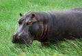 Hippopotamus in the river Royalty Free Stock Photo