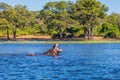 The Hippopotamus in the river Royalty Free Stock Photo