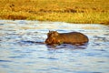 Hippopotamus in a river Royalty Free Stock Photo