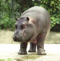 Hippopotamus, river horse caught on safari Royalty Free Stock Photo