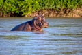 Hippopotamus in the river. Tanzania, East Africa. Royalty Free Stock Photo